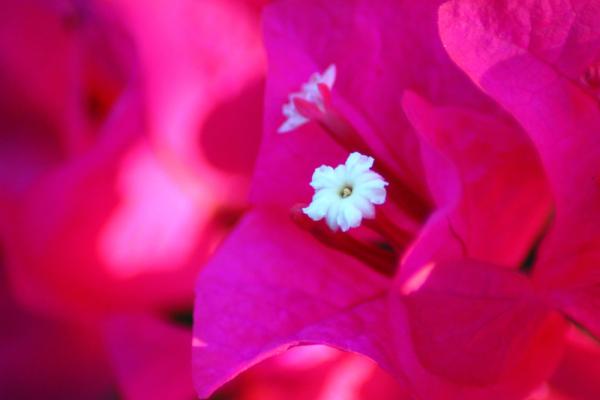 pink flower