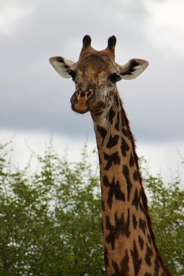 giraffe